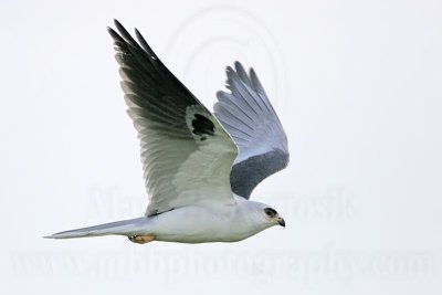 _MG_8552 White-tailed Kite.jpg