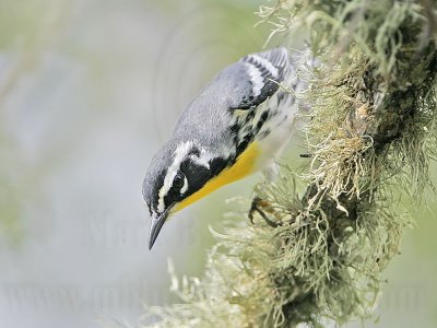 _MG_0941 Yellow-throated Warbler.jpg