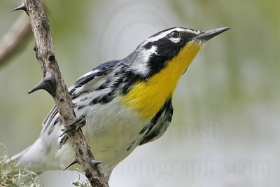 _MG_0954 Yellow-throated Warbler.jpg