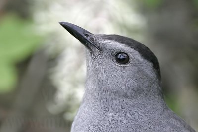 _MG_2551 Gray Catbird.jpg