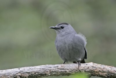 _MG_2611 Gray Catbird.jpg