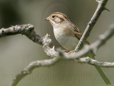 _MG_0928 Clay-colored Sparrow.jpg