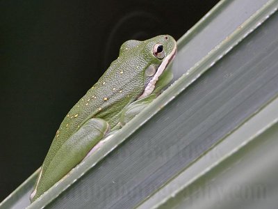 _MG_2412 Green Tree Frog.jpg