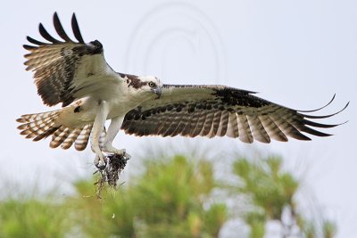 _MG_0129 Osprey.jpg