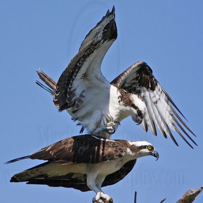 _MG_1174 Osprey.jpg