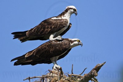 _MG_1192 Osprey.jpg