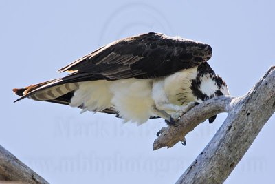 Unknown behavior: Osprey scratching its head by rubbing it against a branch