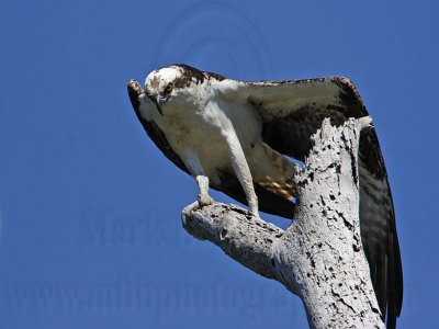 Osprey - Leg and Wing Stretch