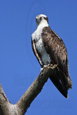 _MG_3478 Osprey.jpg