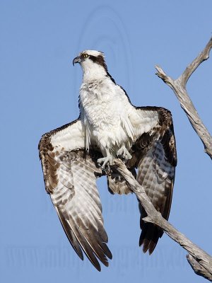 Osprey - Drying out on the perch