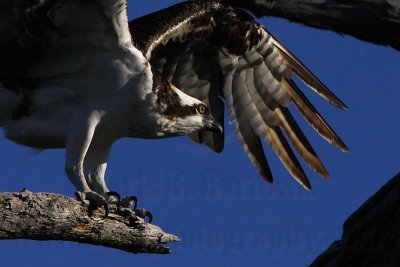 _MG_0988 Osprey.jpg