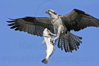Osprey - Landing with fish