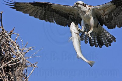Osprey - Bringing fish to the nest: female