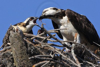Osprey - Feeding chicks - about 6 weeks old