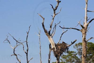 Osprey - Nests -  Natural settings