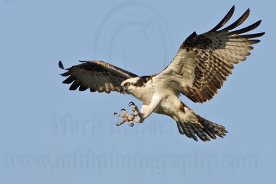 Osprey - Landing on the perch