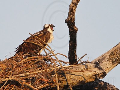 Osprey - Female begging call for food