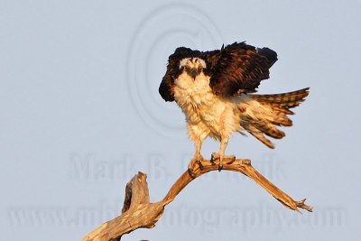Osprey - On perch shake