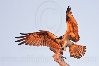 _MG_4414 Osprey.jpg