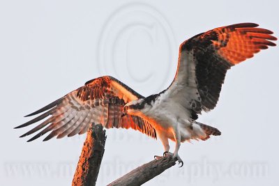 _MG_4881 Osprey.jpg