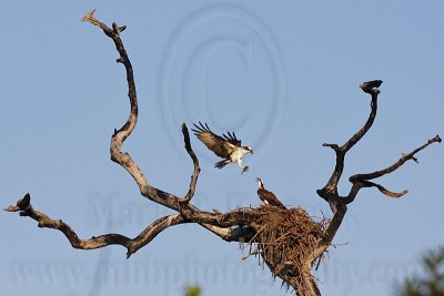 Osprey - Courtship feeding