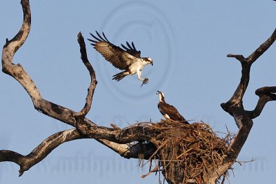 _MG_5376crop Osprey.jpg