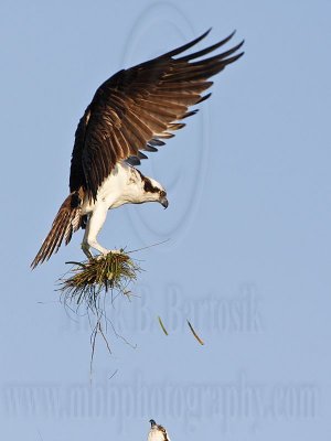 Osprey - Adding material to the nest: seagrass