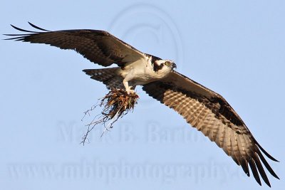 _MG_5728 Osprey.jpg