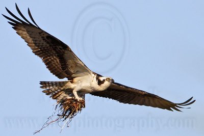 _MG_5729 Osprey.jpg