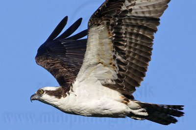 _MG_5805 Osprey.jpg