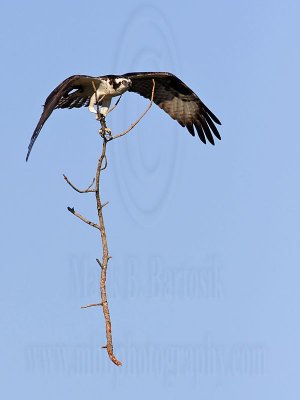 Osprey - Transporting nest material: sticks