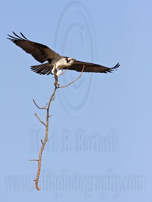 _MG_6278 Osprey.jpg