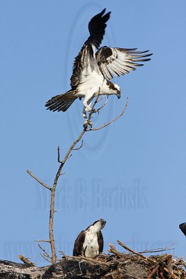 Osprey - Adding material to the nest: sticks