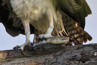 _MG_7692crop Osprey.jpg