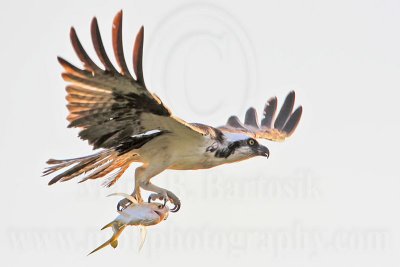 _MG_8009 Osprey.jpg