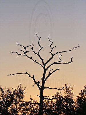 _MG_8368 Osprey.jpg