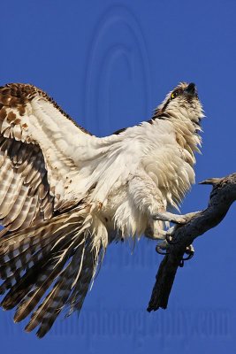 _MG_8893 8Osprey00.jpg