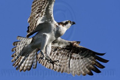 _MG_4478 Osprey.jpg