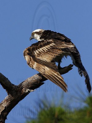 _MG_6634 Osprey.jpg