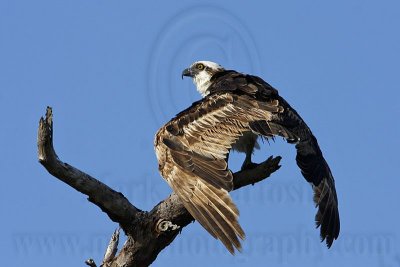 _MG_6638 Osprey.jpg