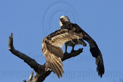 _MG_6639 Osprey.jpg