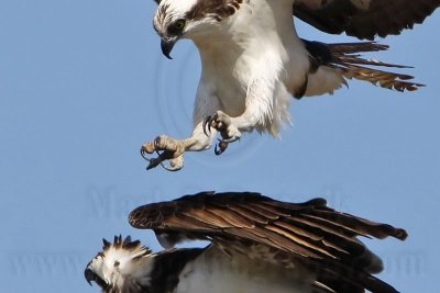 _MG_8876crop Osprey.jpg