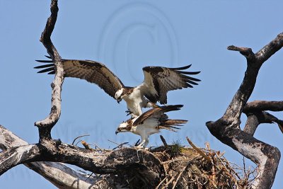 _MG_8881 Osprey.jpg