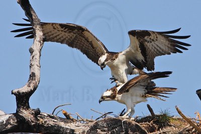 _MG_8881crop Osprey.jpg