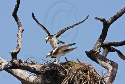 _MG_8882 Osprey.jpg