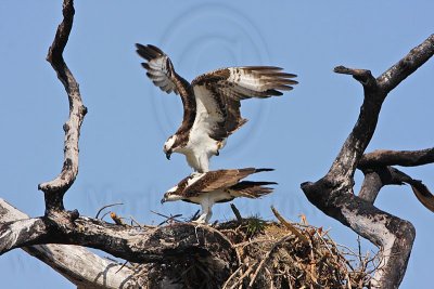 _MG_8883 Osprey.jpg