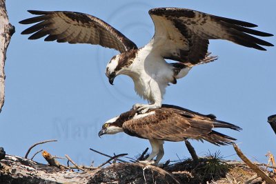 _MG_8884crop Osprey.jpg