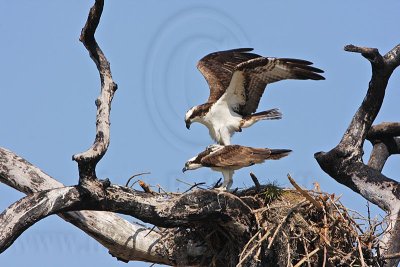 _MG_8885 Osprey.jpg