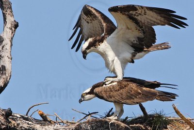 _MG_8886crop Osprey.jpg