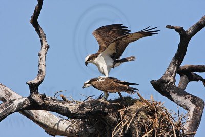 _MG_8887 Osprey.jpg